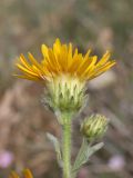 Inula oculus-christi. Верхушка побега с соцветиями. Крым, Симферопольский р-н, окр. с. Живописное, дол. р. Чуюнча, степь. 22 июня 2025 г.