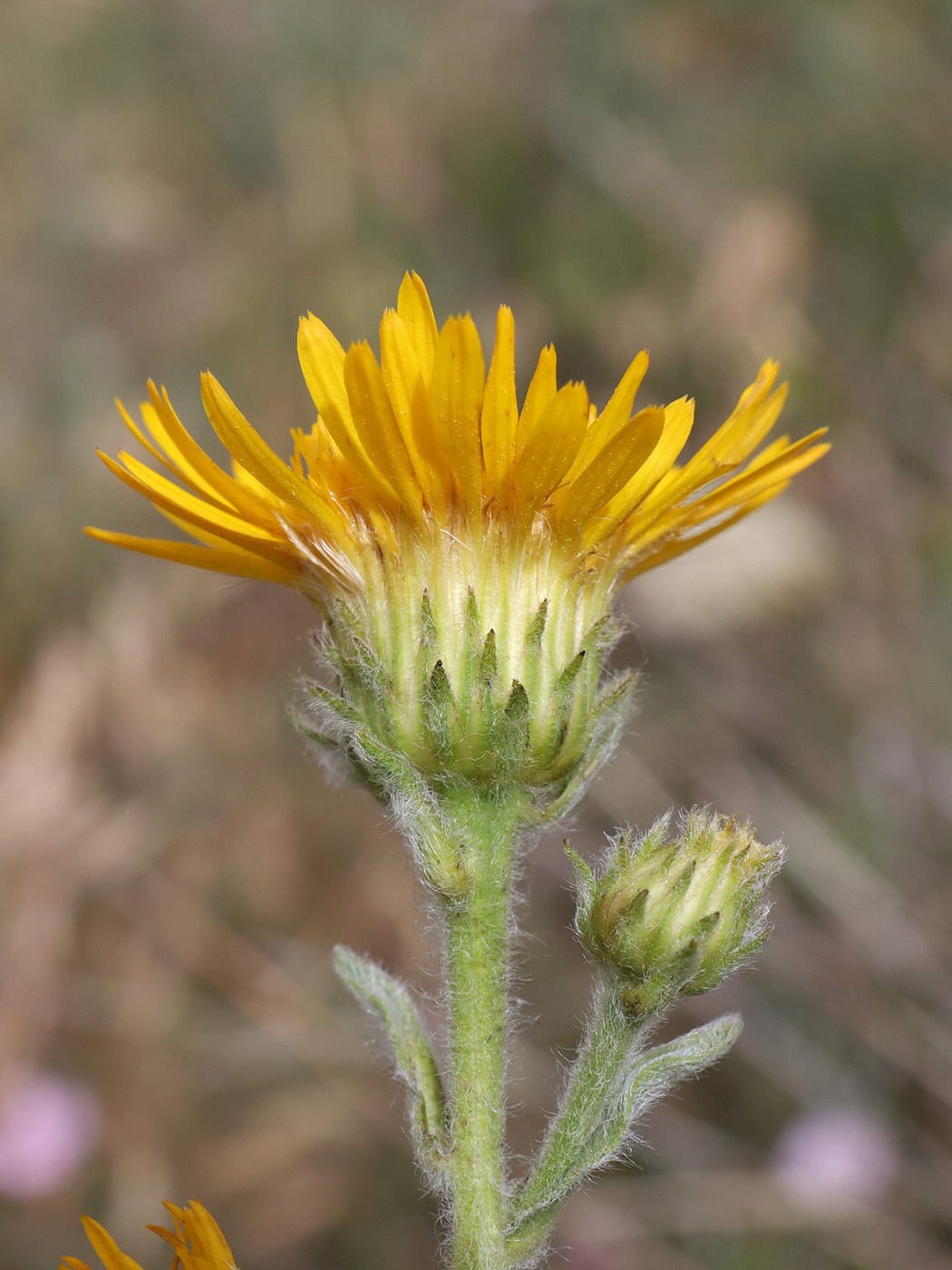Image of Inula oculus-christi specimen.