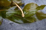 Potamogeton perfoliatus
