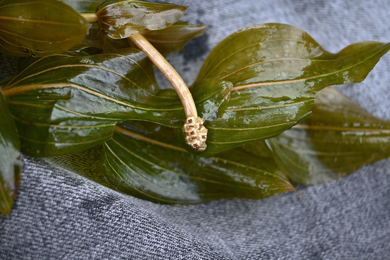 Изображение особи Potamogeton perfoliatus.