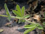 Potentilla recta