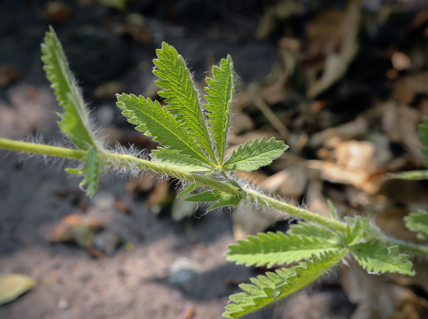 Image of Potentilla recta specimen.