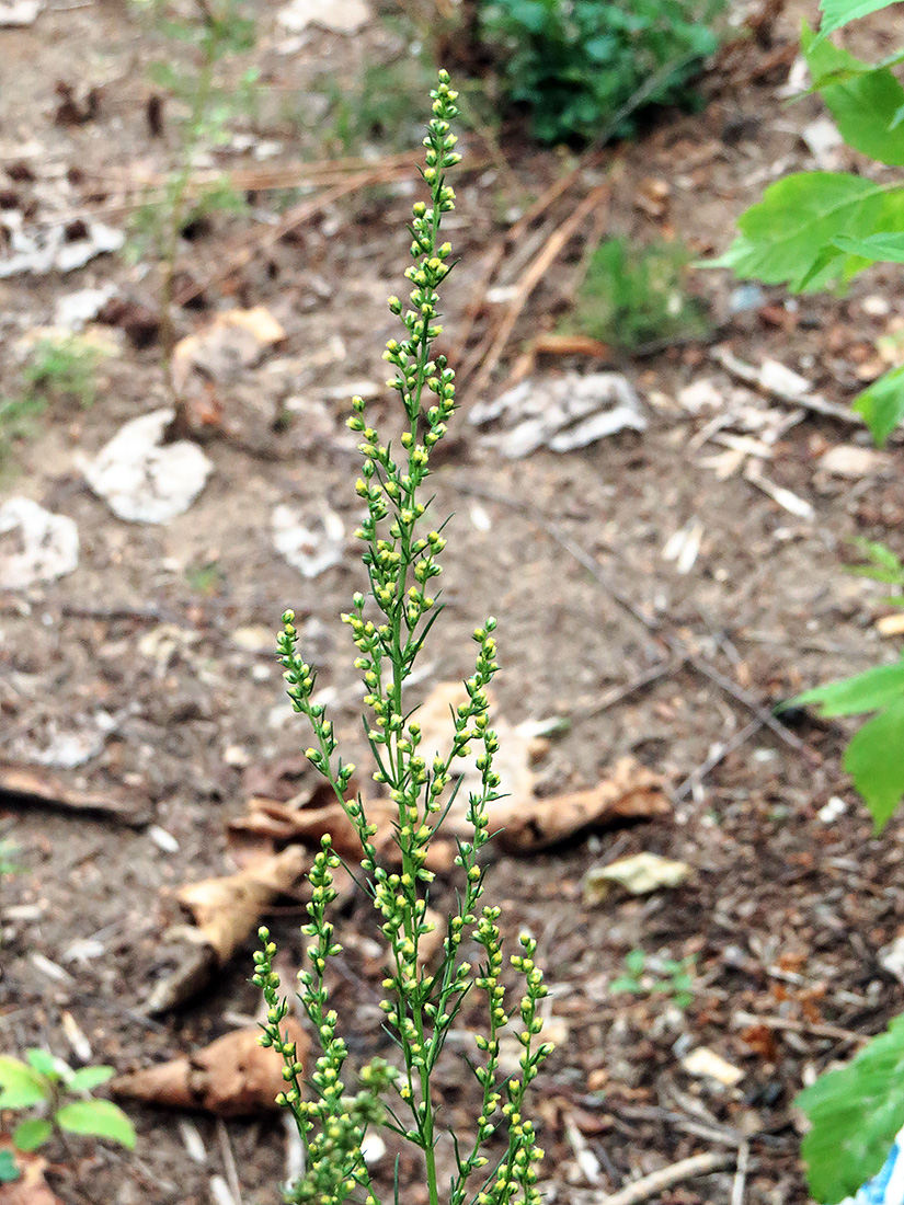 Image of genus Artemisia specimen.