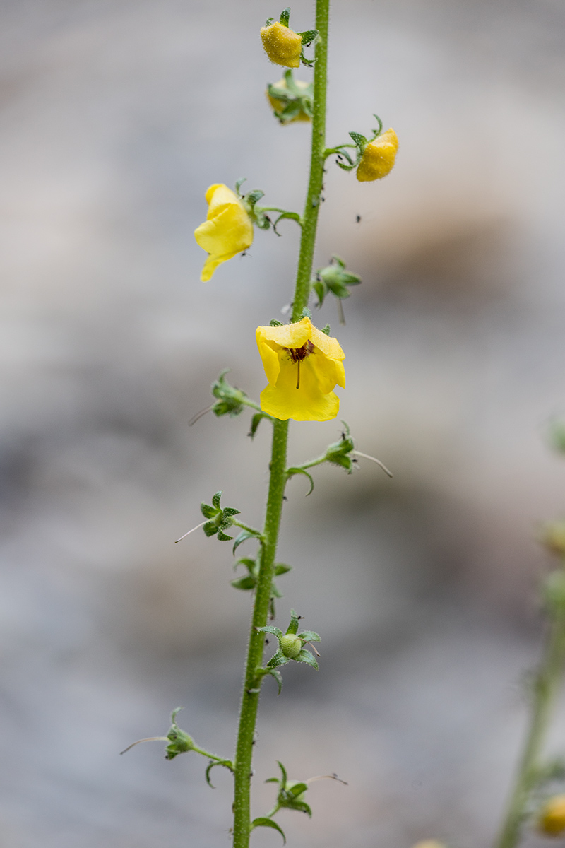 Image of Verbascum blattaria specimen.