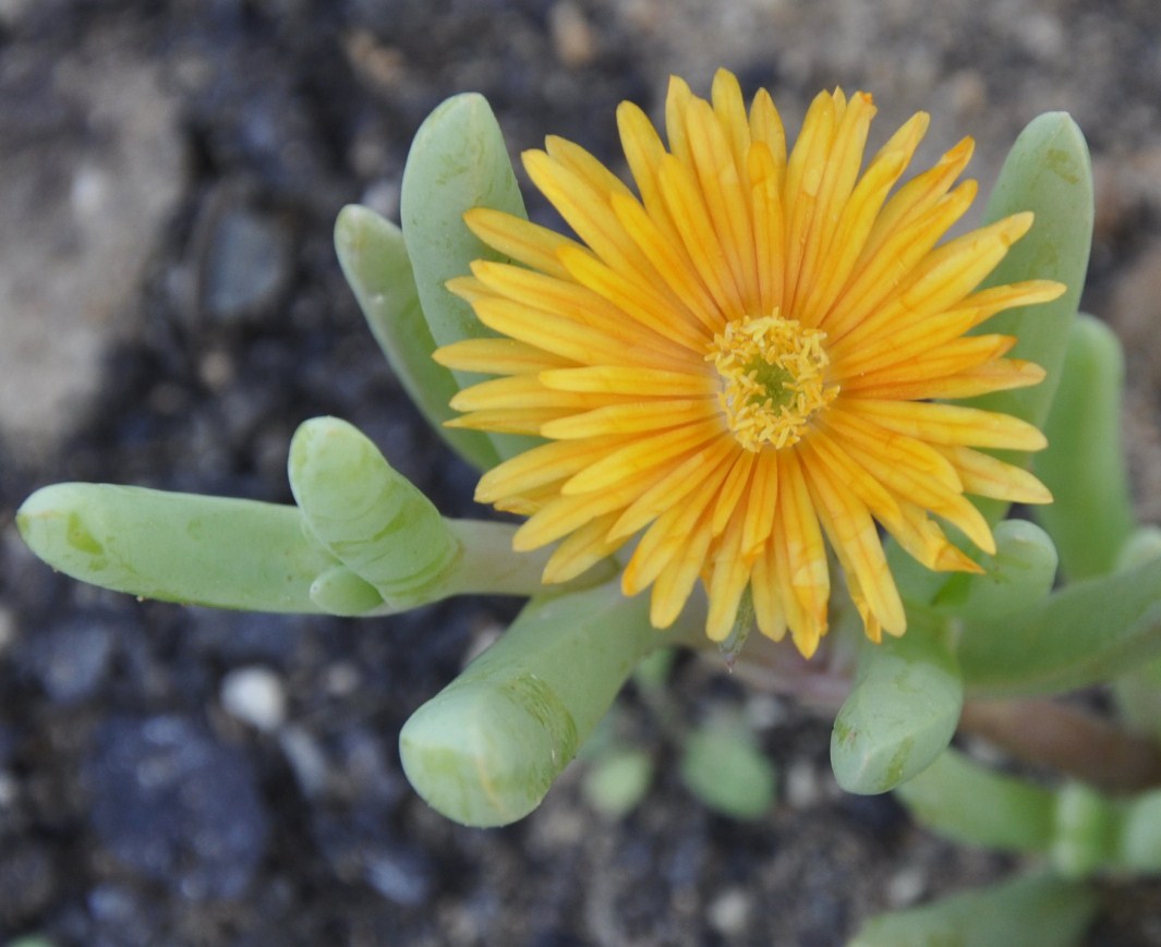 Image of genus Delosperma specimen.