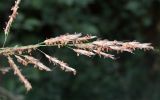 Erianthus ravennae