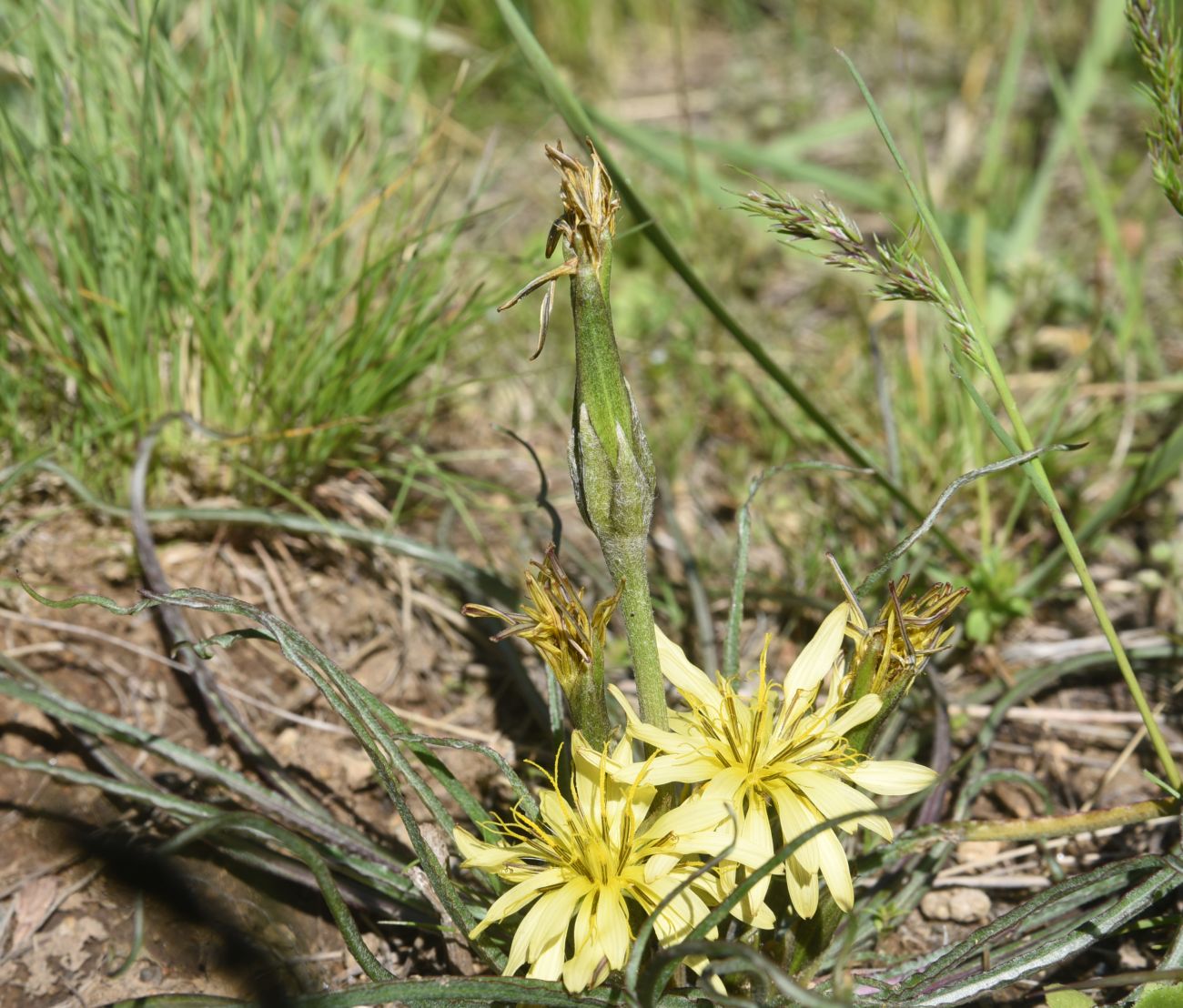 Изображение особи Scorzonera mollis.