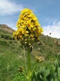 Ligularia talassica. Верхушка цветущего растения. Казахстан, Жамбылская обл., Жуалынский р-н, запов. \"Аксу-Джабаглы\"; Таласский Алатау, ущ. Коксай, ≈ 2180 м н.у.м., мезофильное разнотравье на дне ущелья. 1 июня 2025 г.