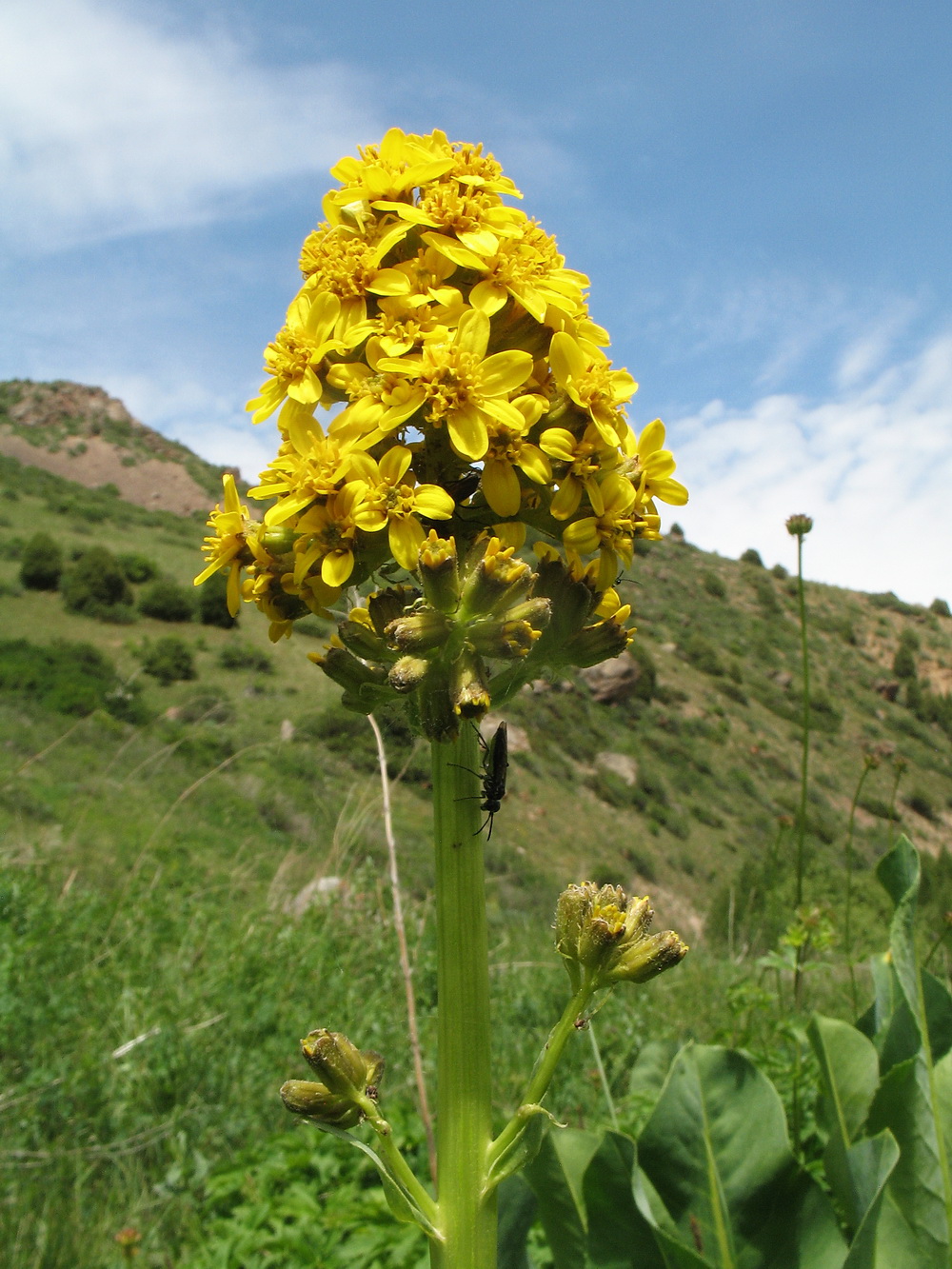 Image of Ligularia talassica specimen.