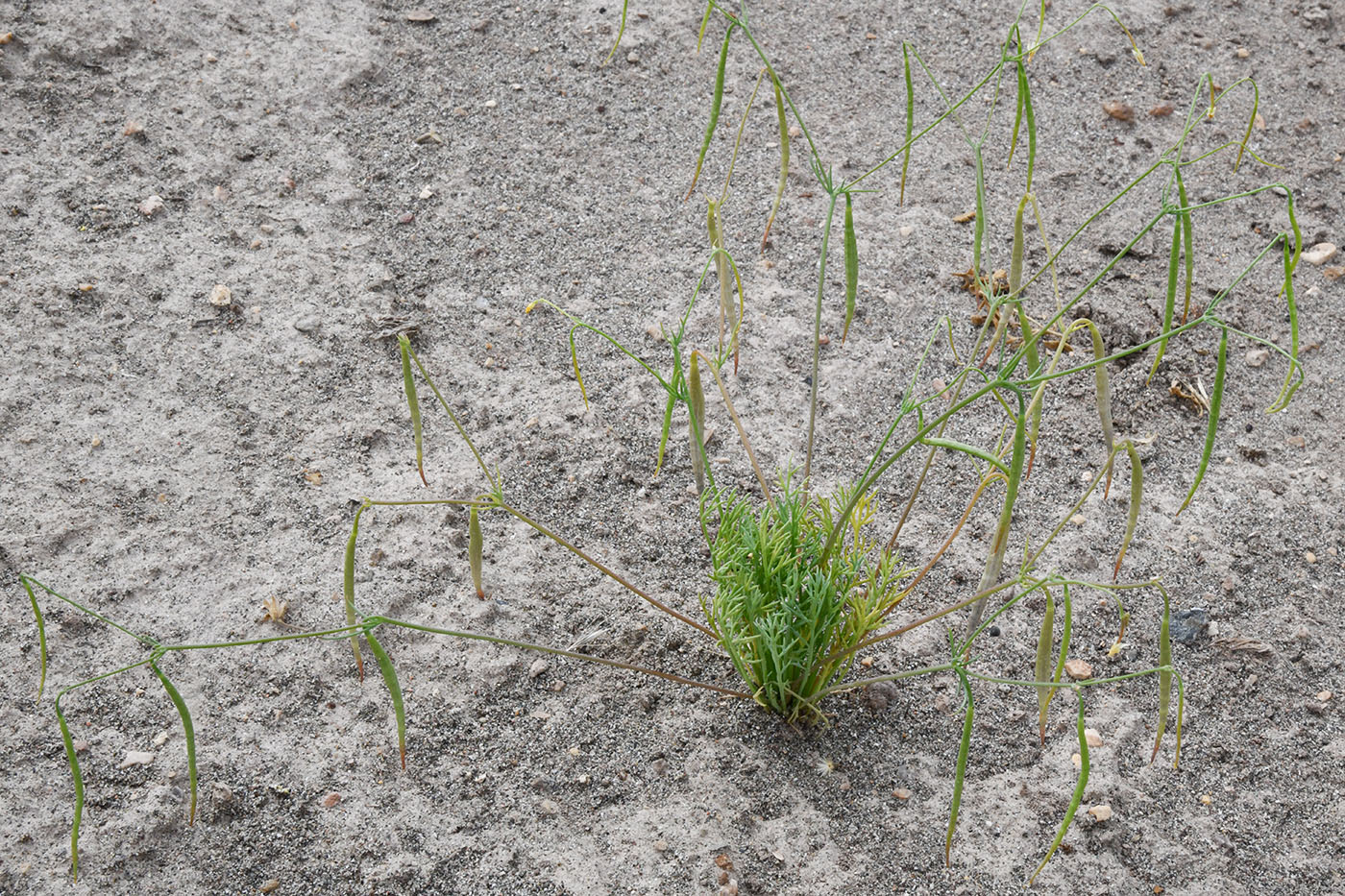 Image of Hypecoum parviflorum specimen.