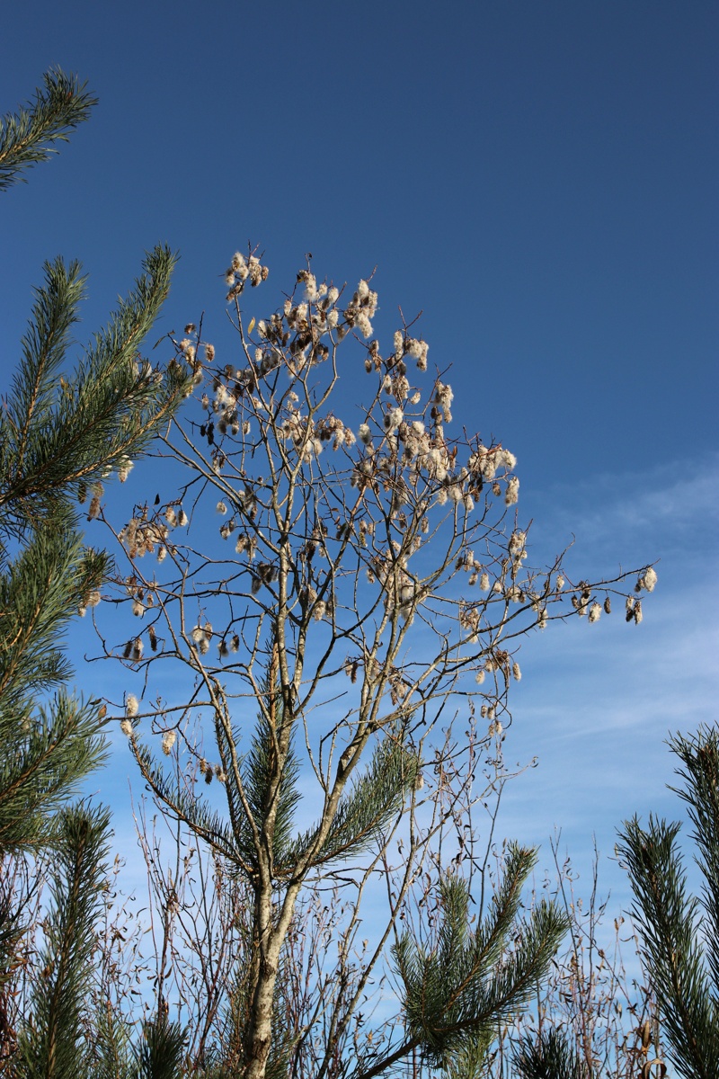 Image of Salix pentandra specimen.