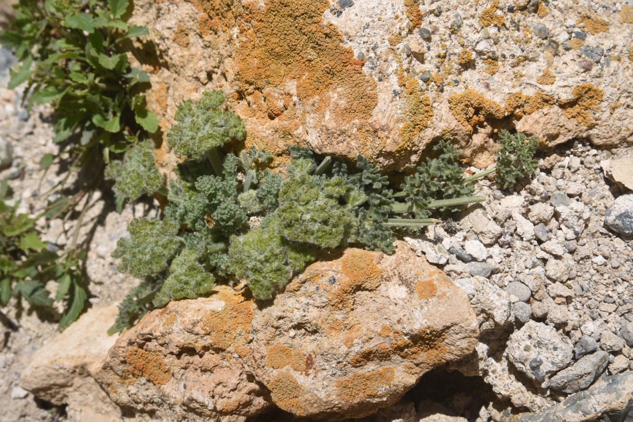 Image of Zosima absinthifolia specimen.