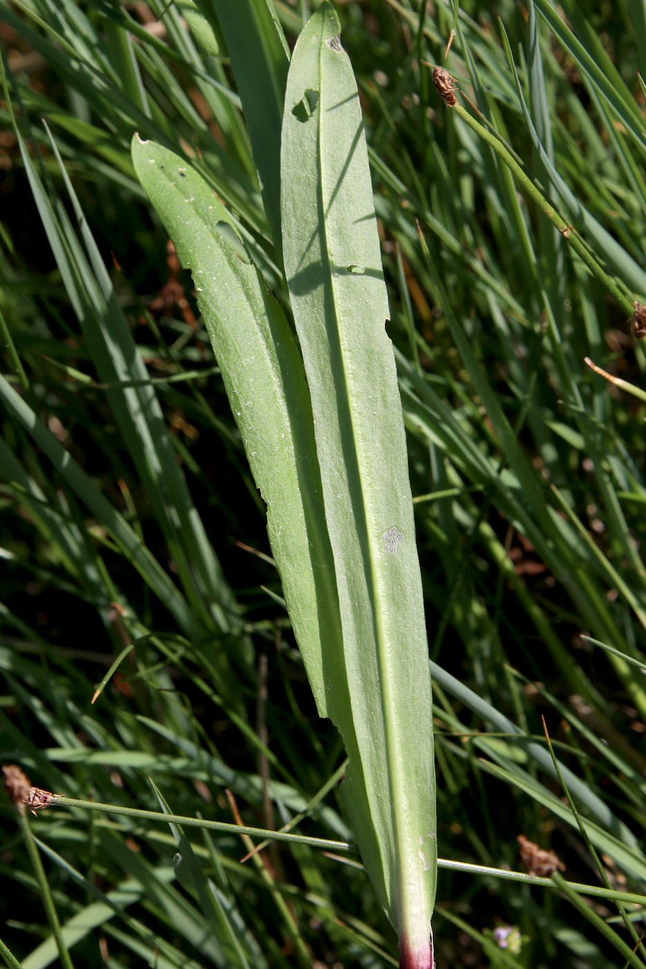 Image of Coccyganthe flos-cuculi specimen.