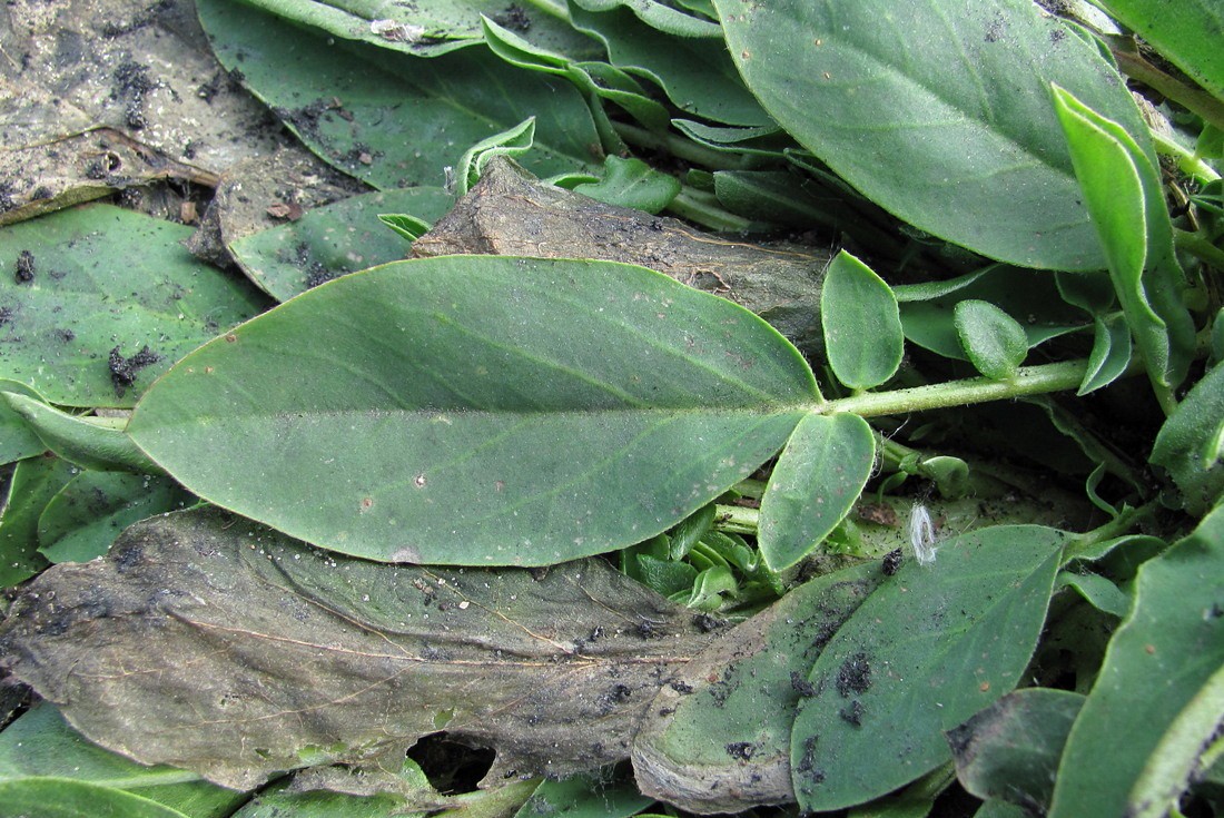 Image of Anthyllis arenaria specimen.