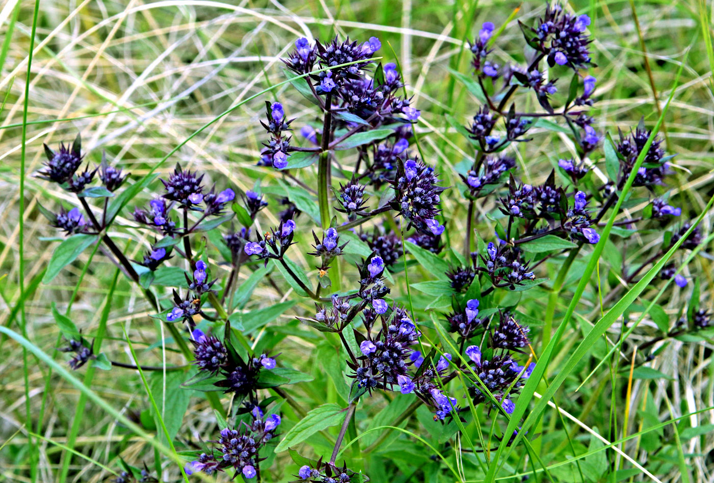 Image of Nepeta ucranica specimen.