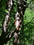 genus Betula. Части стволов. Кабардино-Балкария, Эльбрусский р-н, окр. р. Когутайка, заросший лиственным лесом (берёза, рябина) склон. 22 июня 2025 г.
