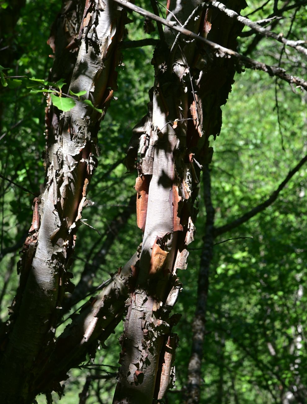 Image of genus Betula specimen.