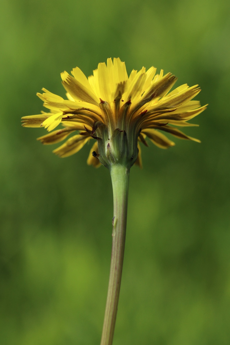 Image of Hypochaeris radicata specimen.