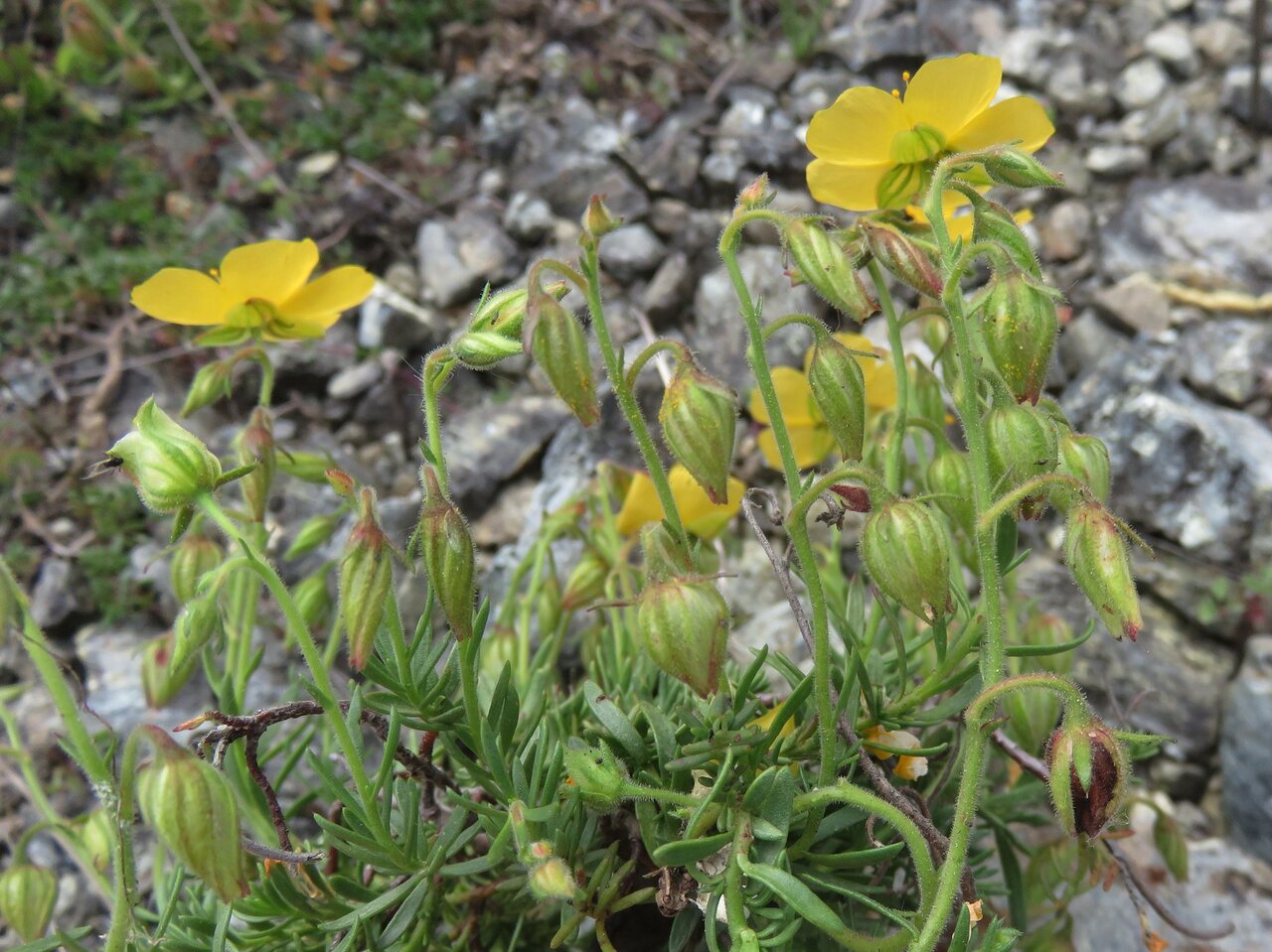 Image of Fumana bonapartei specimen.