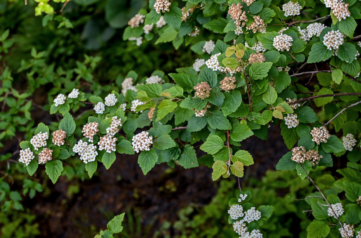 Изображение особи род Spiraea.
