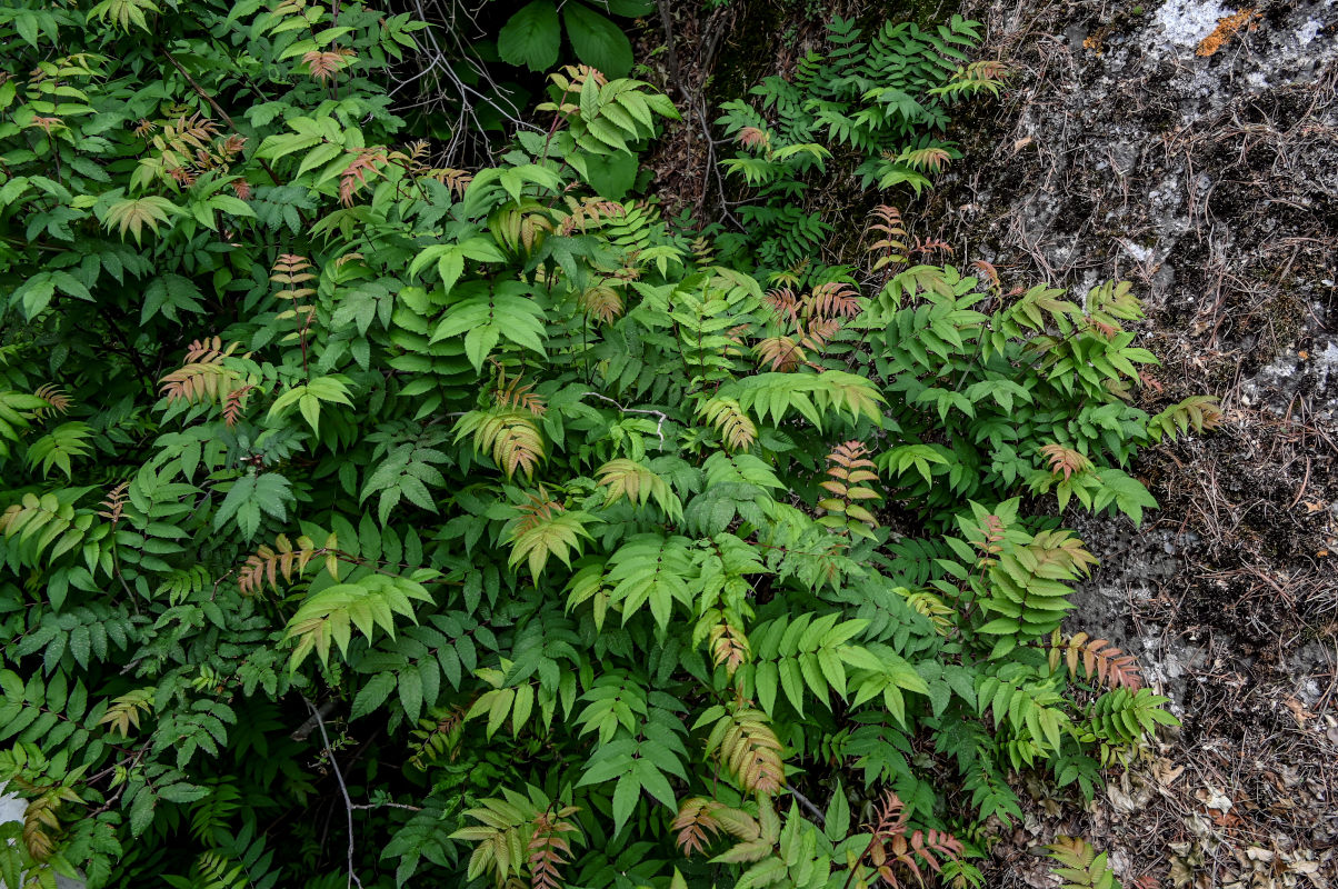 Image of Sorbaria kirilowii specimen.