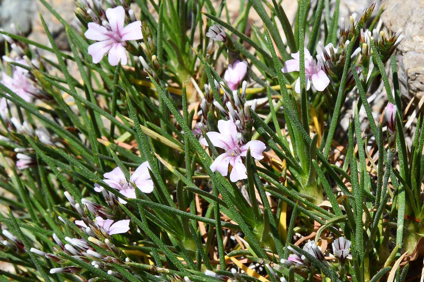 Image of Acantholimon sarytavicum specimen.