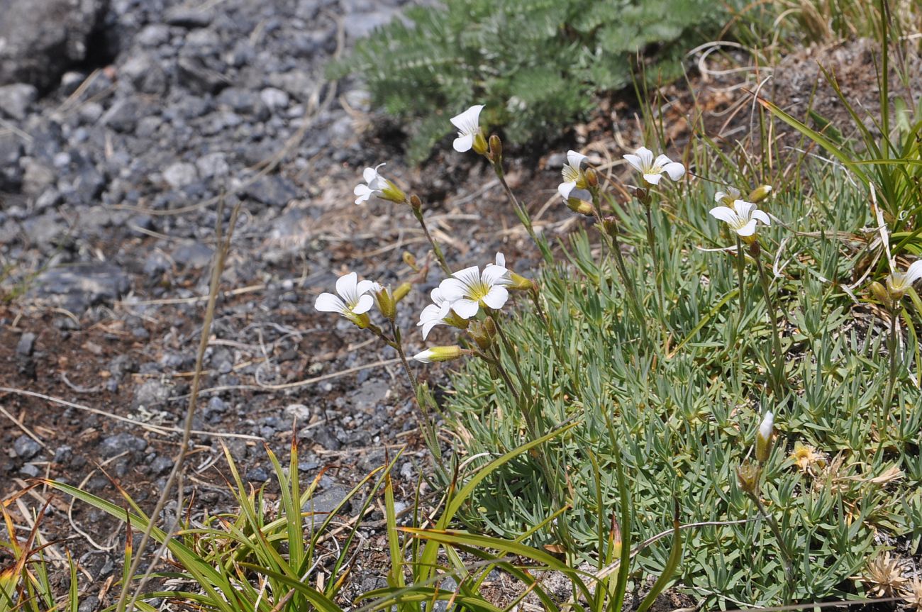 Изображение особи Неопознанный вид.