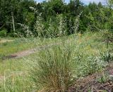 Festuca polesica. Отцветающее растение. Ульяновская обл., Мелекесский р-н, окр. с. Лебяжье, сосновый бор на дюнах, песчаный пригорок, (на заднем плане понижение в долину р. Б. Черемшан), вырубка под ЛЭП. 09.06.2024.