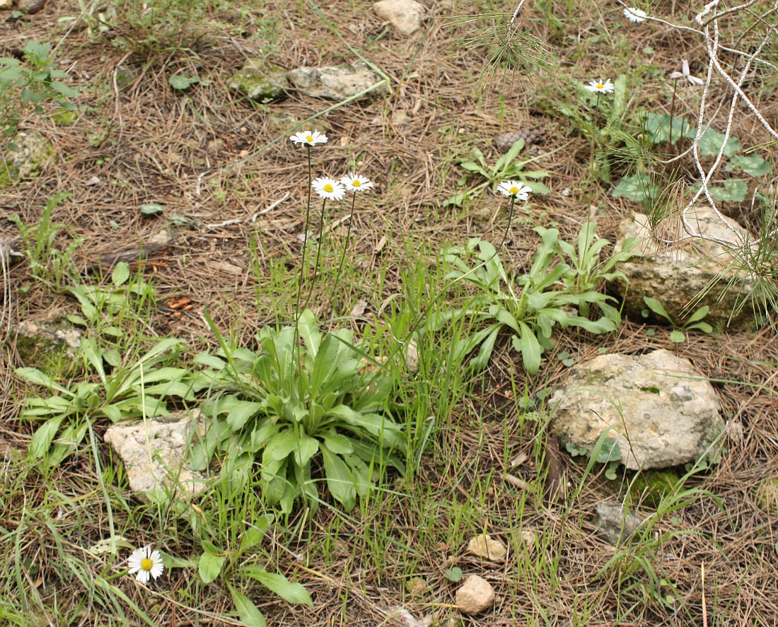 Image of Bellis sylvestris specimen.