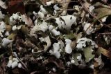 Cladonia foliacea. Талломы. Крым, Севастополь, Природный парк \"Максимова дача\", поляна в дубово-грабинниковом лесу. 21.03.2026.