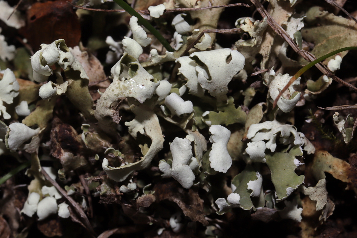 Image of Cladonia foliacea specimen.