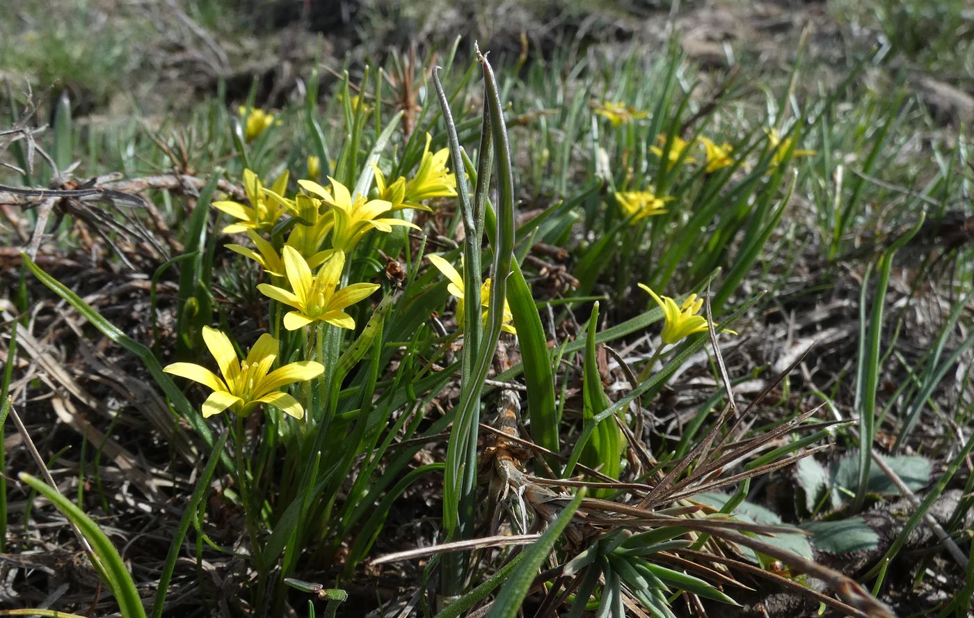Image of Gagea filiformis specimen.
