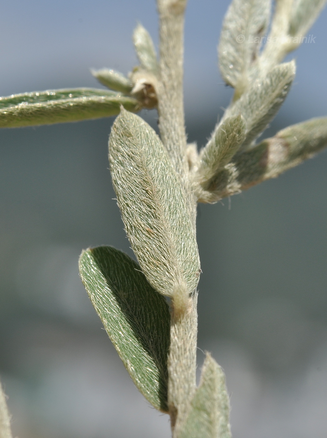 Изображение особи род Argyrolobium.