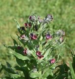 Cynoglossum officinale. Верхушка цветущего растения. Грузия, край Самцхе-Джавахети, Аспиндзский муниципалитет, 550 м ниже ур. Тавкветула, прав. берег р. Кура, луг. 29 мая 2025 г.