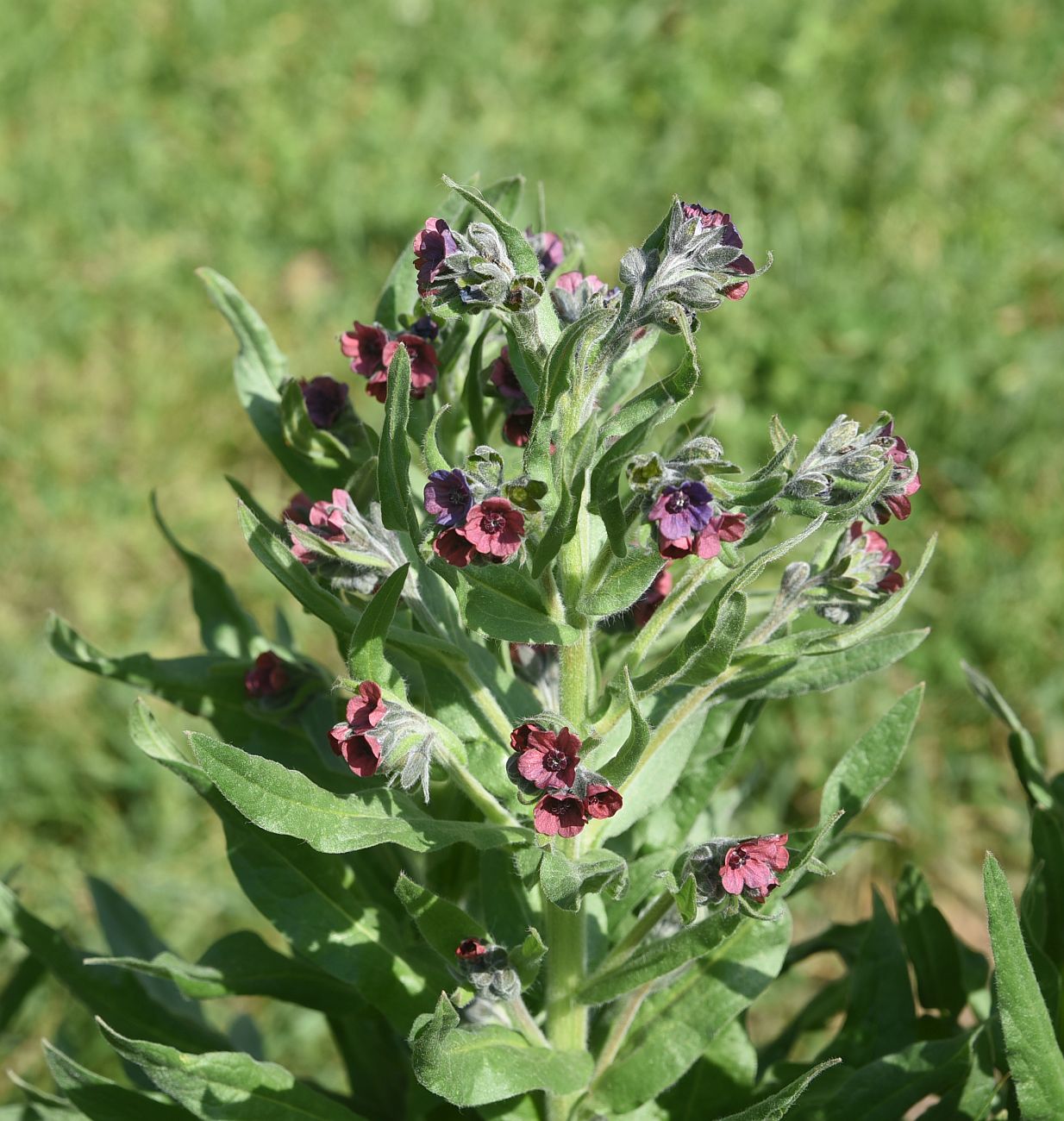 Изображение особи Cynoglossum officinale.