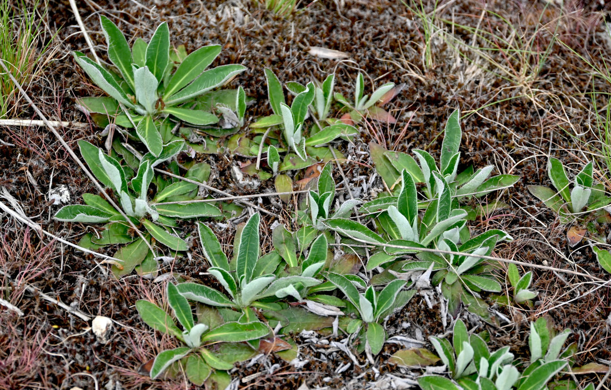 Image of Pilosella officinarum specimen.