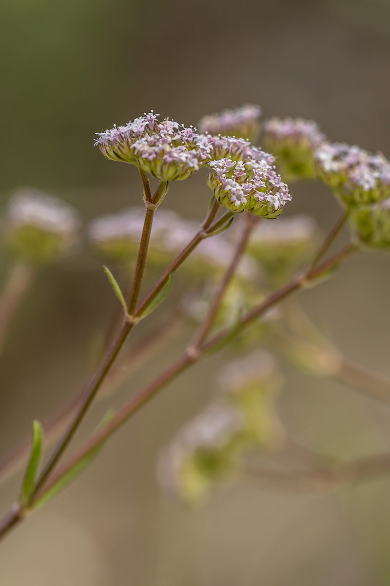 Image of genus Valerianella specimen.