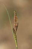 genus Carex. Верхушка растения с соцветиями. Дербентский р-н, природный парк \"Джалган\", гора Ачигсырт, выс. ок. 400 м н.у.м., дубово-грабовое редколесье. 30.04.2026.