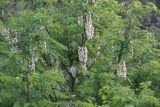 неопознанный вид. Крона дерева с соцветиями. Грузия, Самцхе-Джавахети, с. Ацкури. 5 июня 2026 г.