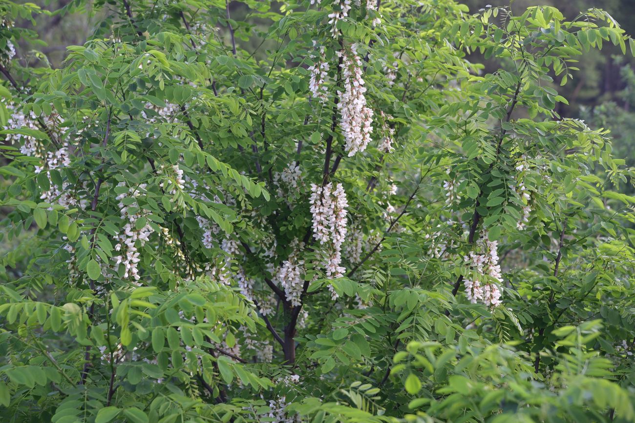 Image of genus Robinia specimen.