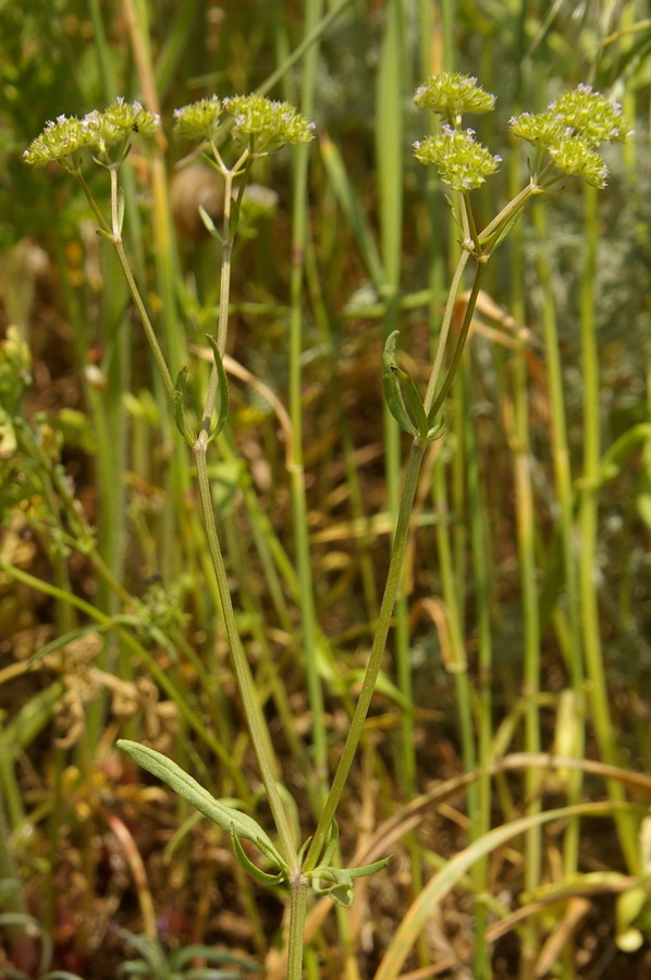 Image of Valerianella kotschyi specimen.