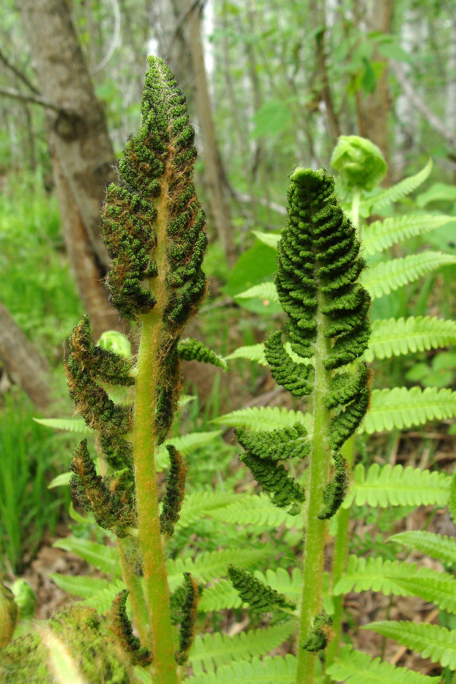 Image of Osmundastrum asiaticum specimen.