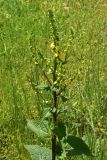 genus Verbascum. Верхушка цветущего растения. Грузия, край Самцхе-Джавахети, Ахалцихский муниципалитет, левый борт р. Цинубанисцкали, 1,5 км выше по течению от горячего источника Цинубани, выс. 1140 м н.у.м., луг. 9 июня 2026 г.
