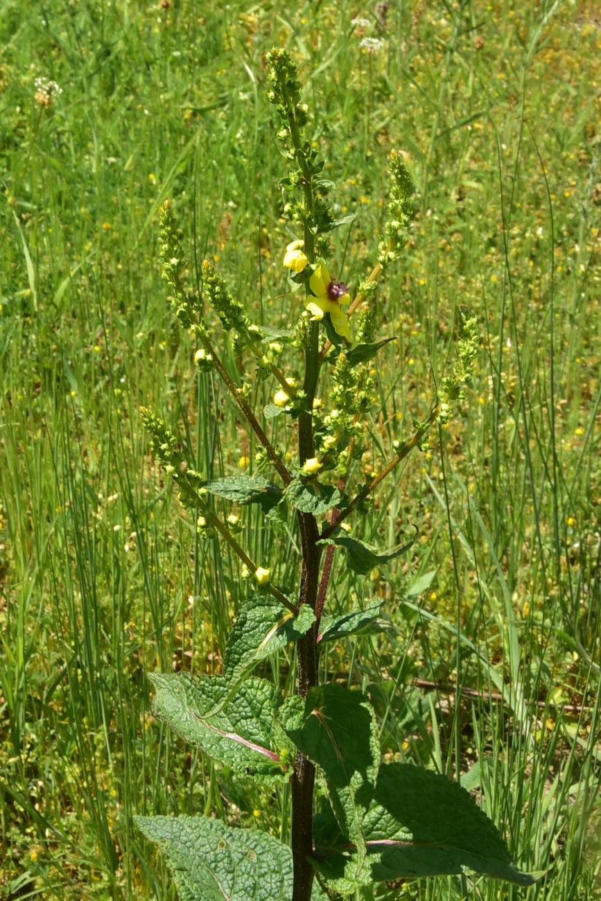 Image of genus Verbascum specimen.