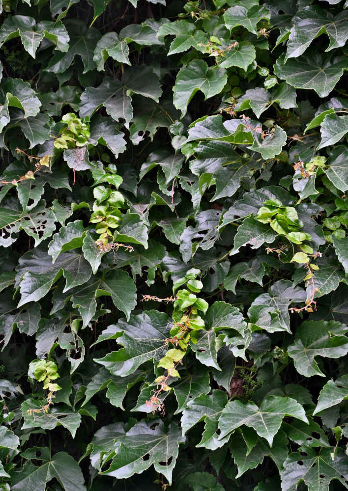 Image of Parthenocissus tricuspidata specimen.