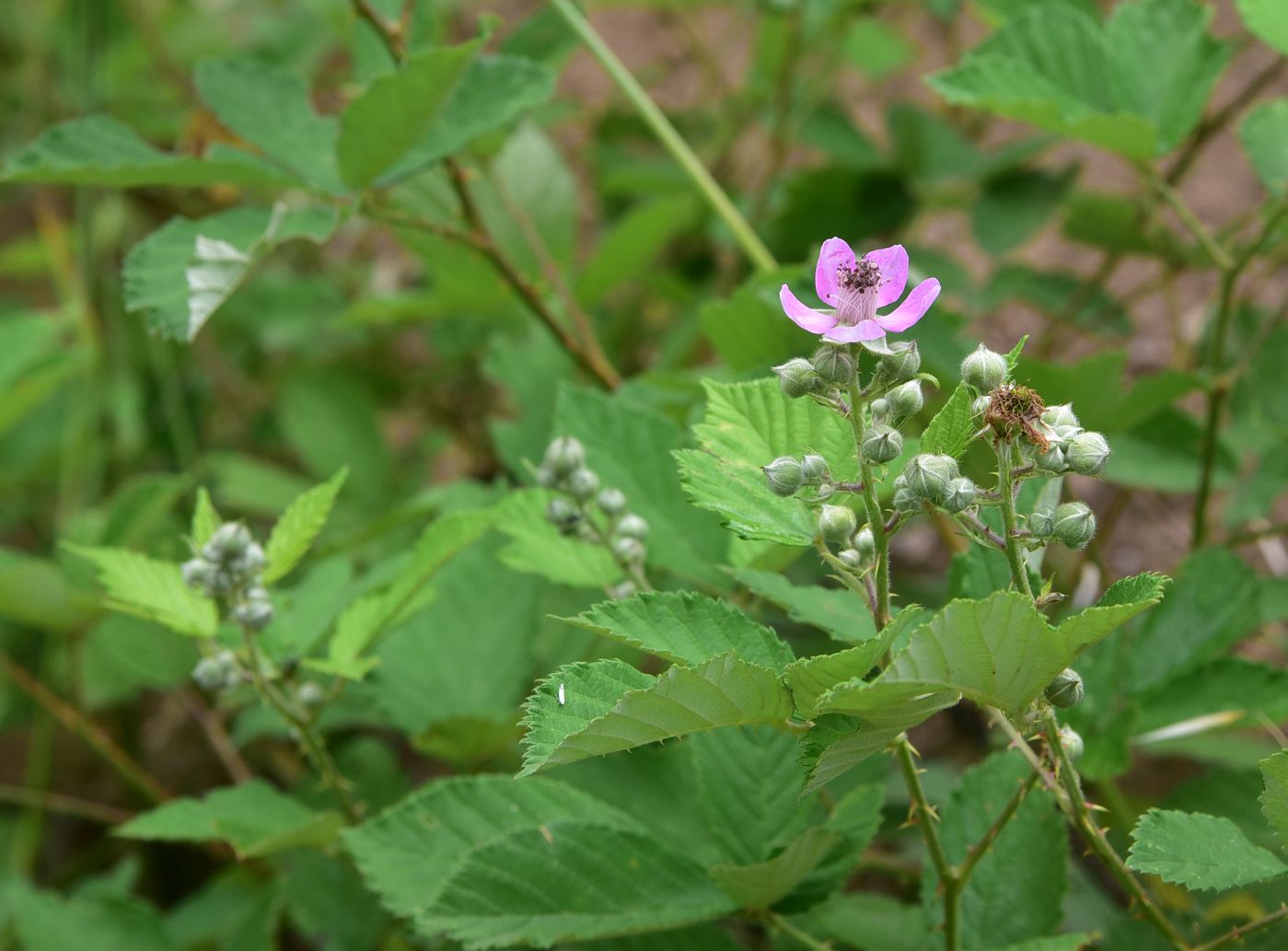 Изображение особи Rubus sanctus.