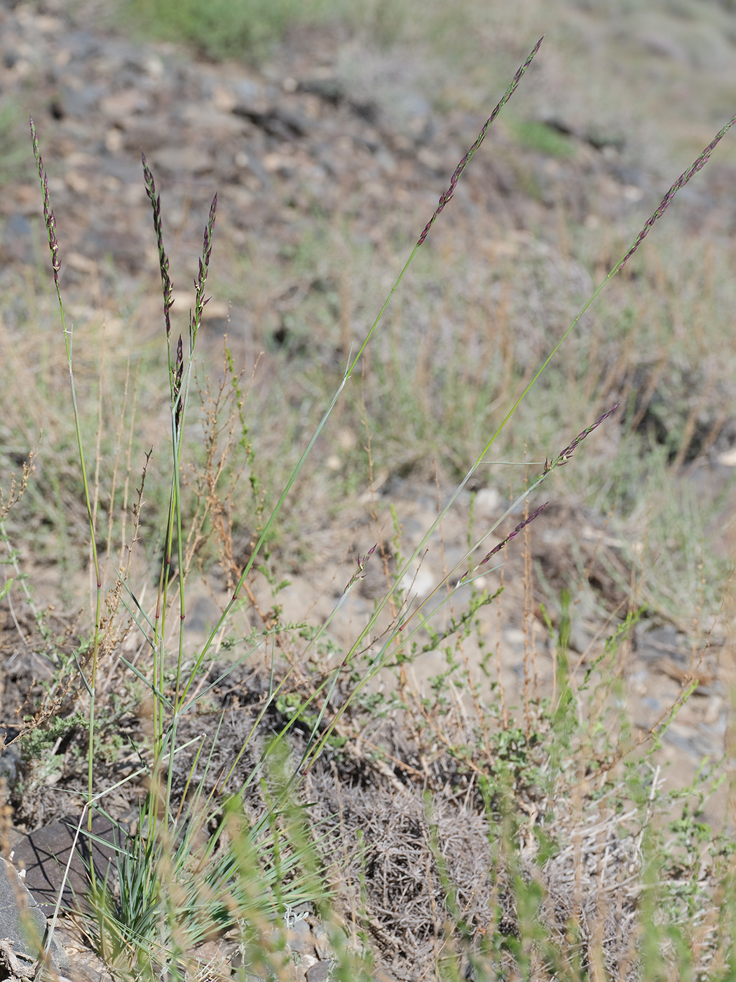 Image of familia Poaceae specimen.