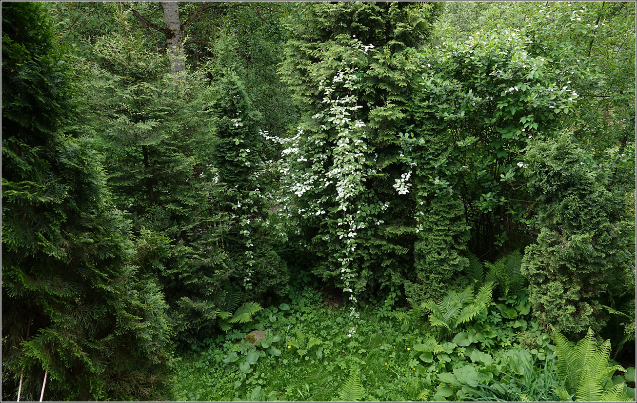 Изображение особи Actinidia kolomikta.