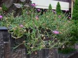 Delosperma cooperi. Цветущие растения. Краснодарский край, г. Сочи, в озеленении придомовой территории. 16.08.2026.