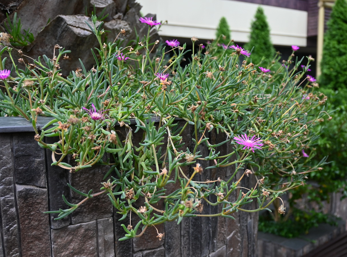 Image of Delosperma cooperi specimen.